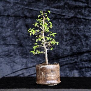 Japansk elm, Zelkova serrata
