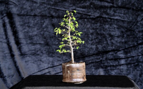 Japansk elm, Zelkova serrata