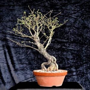 Kinesisk korkelm, Ulmus parviflora