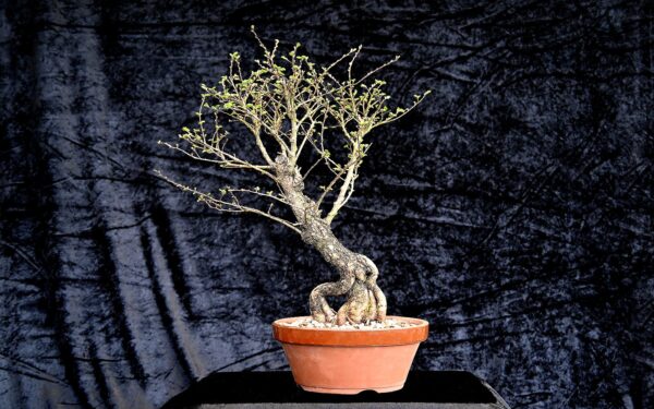 Kinesisk korkelm, Ulmus parviflora