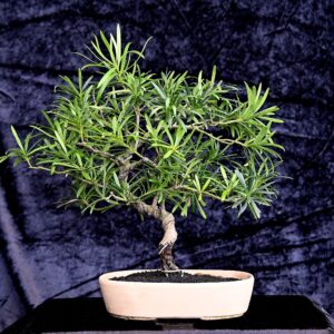 Kinesisk stentaks, Podocarpus