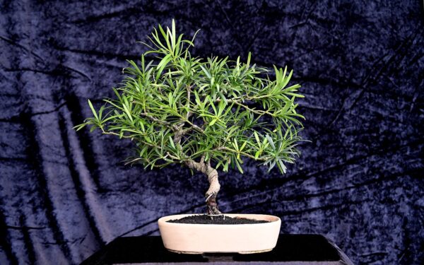 Kinesisk stentaks, Podocarpus