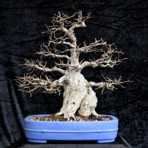 Koreansk avnbøg, Carpinus turczaninovii
