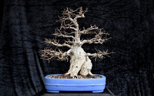 Koreansk avnbøg, Carpinus turczaninovii