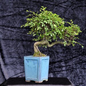 Kinesisk elm, Ulmus parviflora