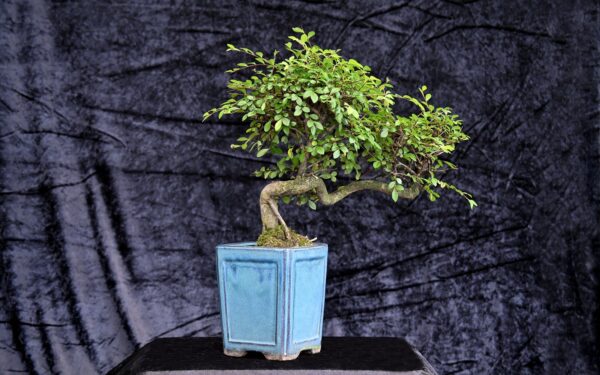 Kinesisk elm, Ulmus parviflora