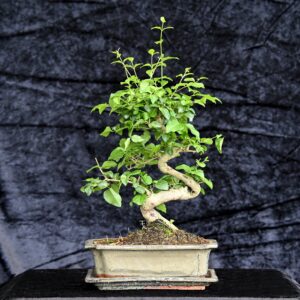 Kinesisk liguster, Ligustrum sinensis