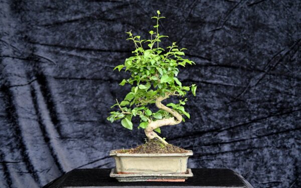 Kinesisk liguster, Ligustrum sinensis