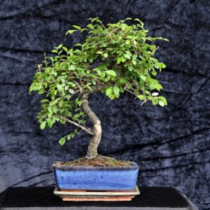 Kinesisk elm, Ulmus parviflora