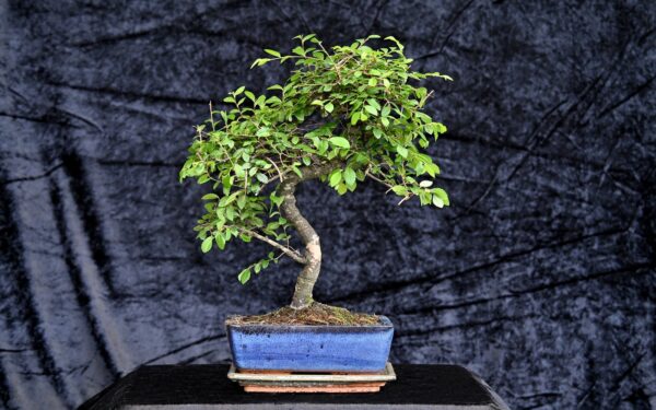 Kinesisk elm, Ulmus parviflora