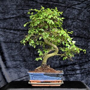 Kinesisk elm, Ulmus parviflora