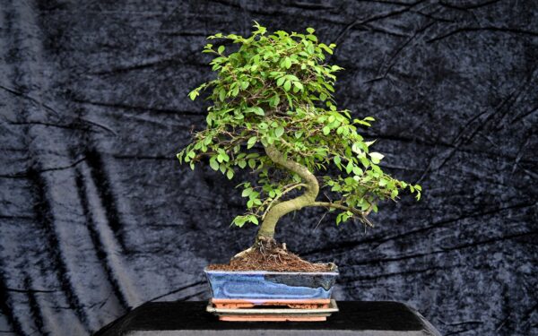 Kinesisk elm, Ulmus parviflora