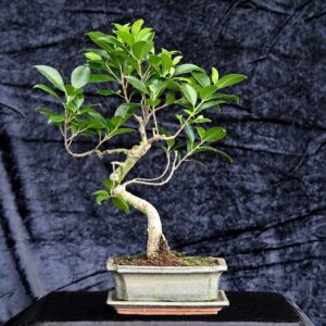 Tigerbark figen, Ficus retusa