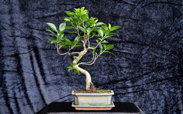 Tigerbark figen, Ficus retusa