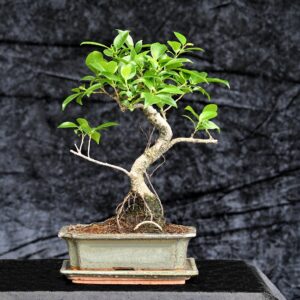 Tigerbark figen, Ficus retusa