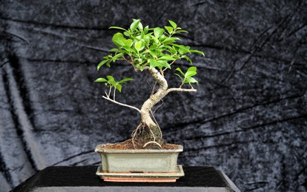 Tigerbark figen, Ficus retusa