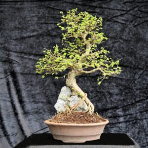 Kinesisk elm, Ulmus parviflora