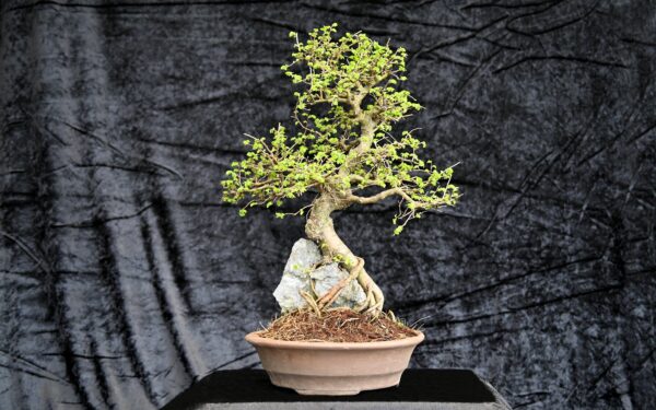 Kinesisk elm, Ulmus parviflora
