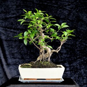 Tigerbark figen, Ficus retusa