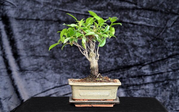 Tigerbark figen, Ficus retusa - Image 2