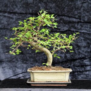 Kinesisk elm, Ulmus parviflora