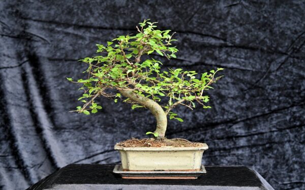 Kinesisk elm, Ulmus parviflora
