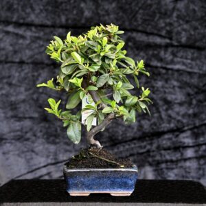 Kinesisk ildtorn, Pyracantha angustifolia