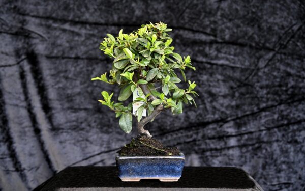 Kinesisk ildtorn, Pyracantha angustifolia