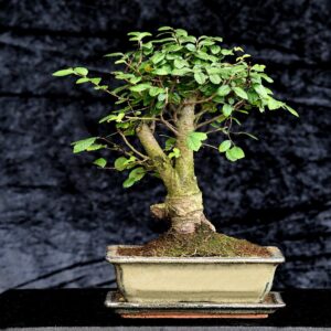 Kinesisk elm, Ulmus parviflora