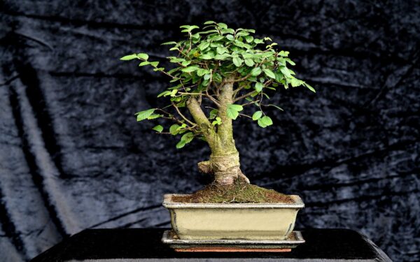 Kinesisk elm, Ulmus parviflora