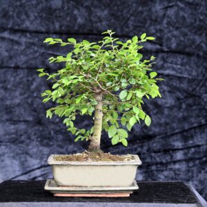 Kinesisk elm, Ulmus parviflora