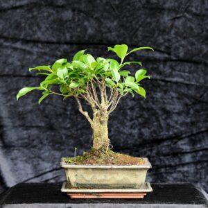Tigerbark figen, Ficus retusa