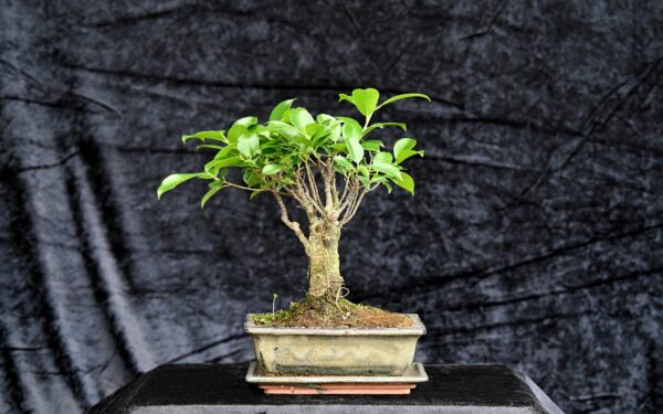 Tigerbark figen, Ficus retusa