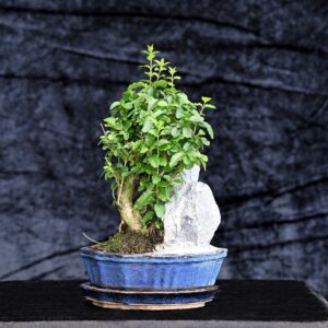 Kinesisk liguster, Ligustrum sinensis