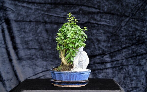Kinesisk liguster, Ligustrum sinensis