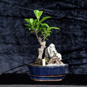 Tigerbark figen, Ficus retusa