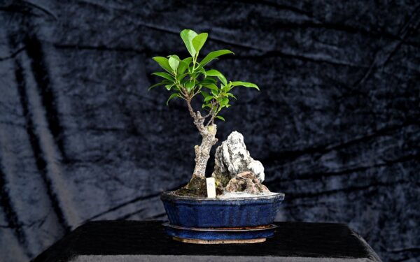 Tigerbark figen, Ficus retusa