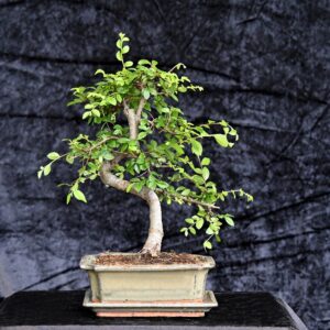 Kinesisk elm, Ulmus Parviflora