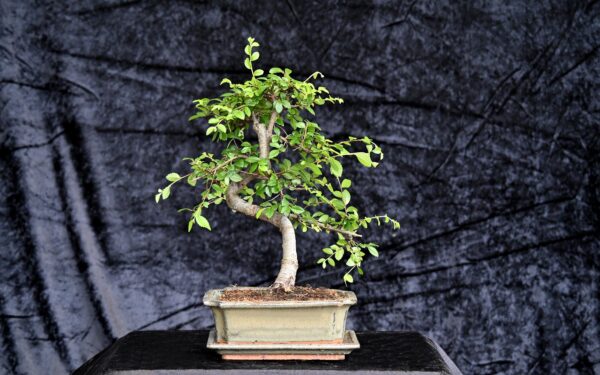Kinesisk elm, Ulmus parviflora - Image 2