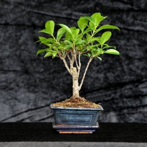 Tigerbark figen, Ficus retusa