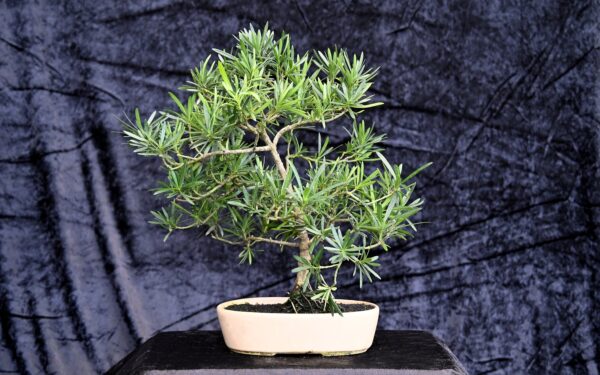 Kinesisk stentaks, Podocarpus