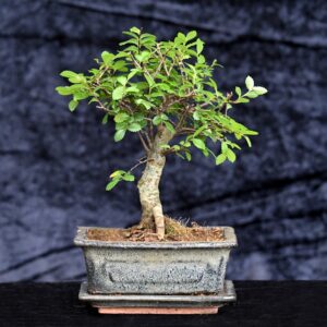 Kinesisk elm, Ulmus parviflora