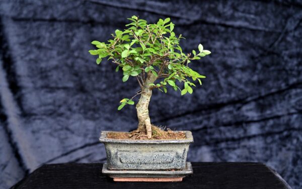 Kinesisk elm, Ulmus parviflora