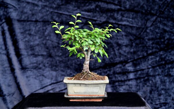 Kinesisk elm, Ulmus parviflora - Billede 2