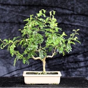 Kinesisk peber, Zanthoxylum piperitum