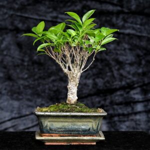 Tigerbark figen, Ficus retusa