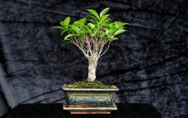 Tigerbark figen, Ficus retusa