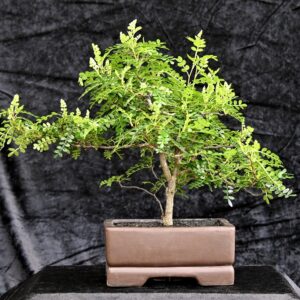 Kinesisk peber, Zanthoxylum piperitum