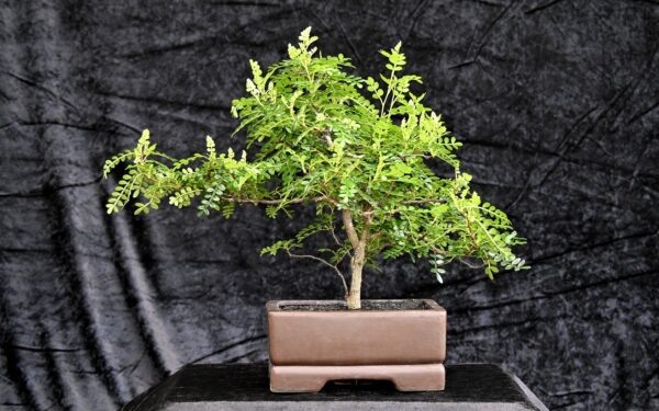 Kinesisk peber, Zanthoxylum piperitum