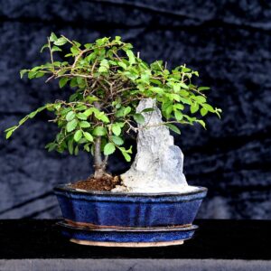 Kinesisk elm, Ulmus parviflora